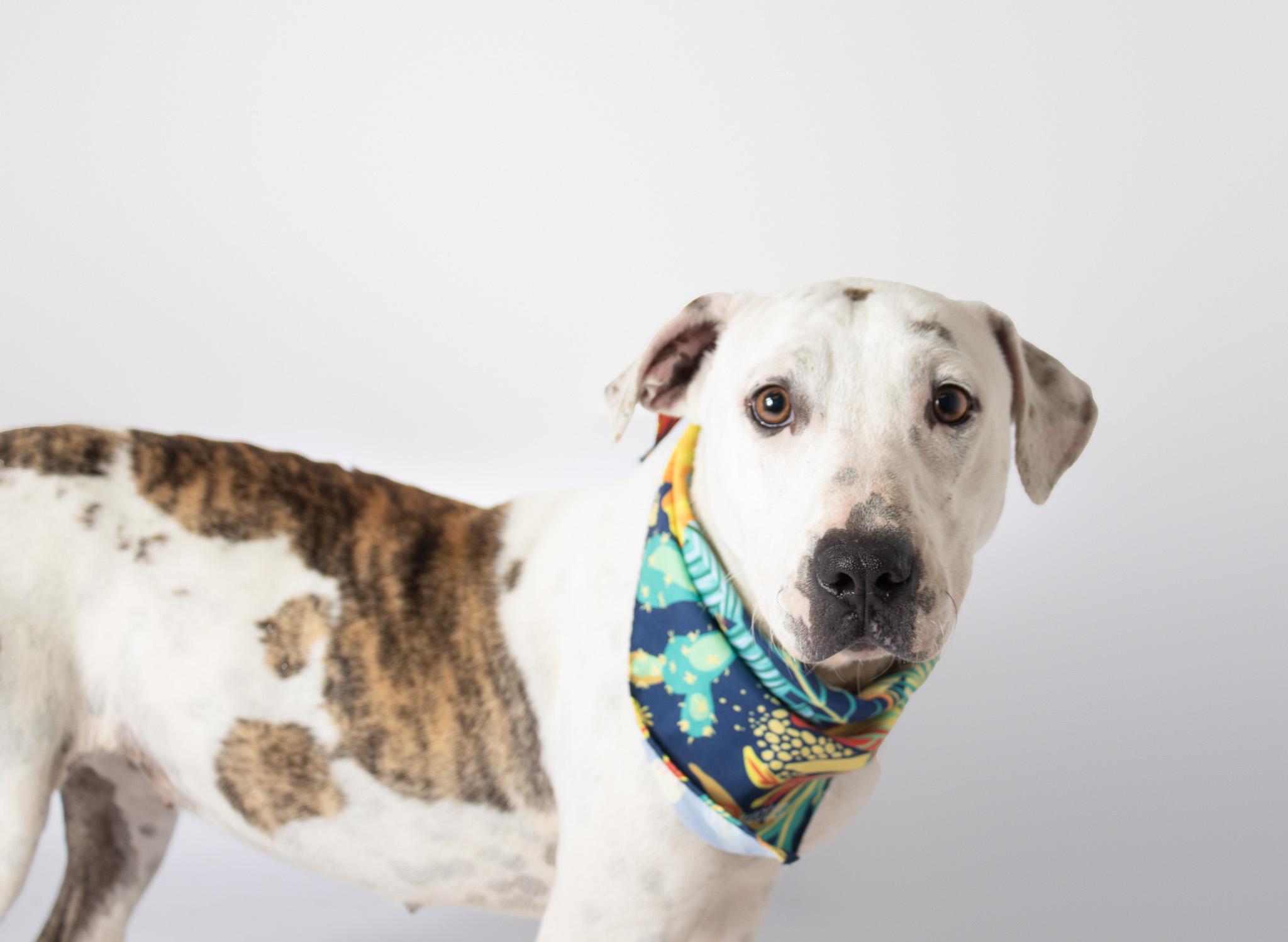 Enlarge Rhea, a ADOPTABLE mixed breed in Plaquemine, LA image 2/3