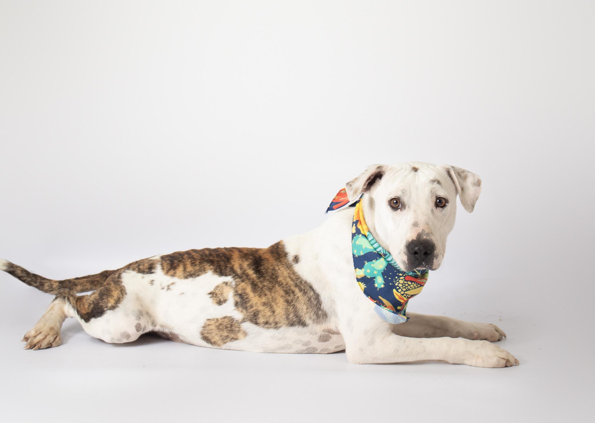 Enlarge Rhea, a ADOPTABLE mixed breed in Plaquemine, LA image 3/3