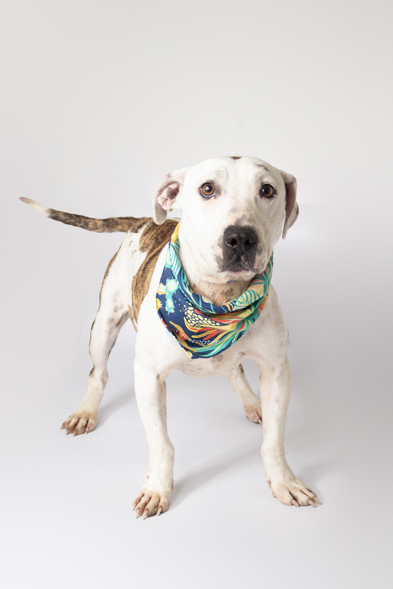 Rhea, ADOPTABLE, Adult Female Pit Bull Terrier.