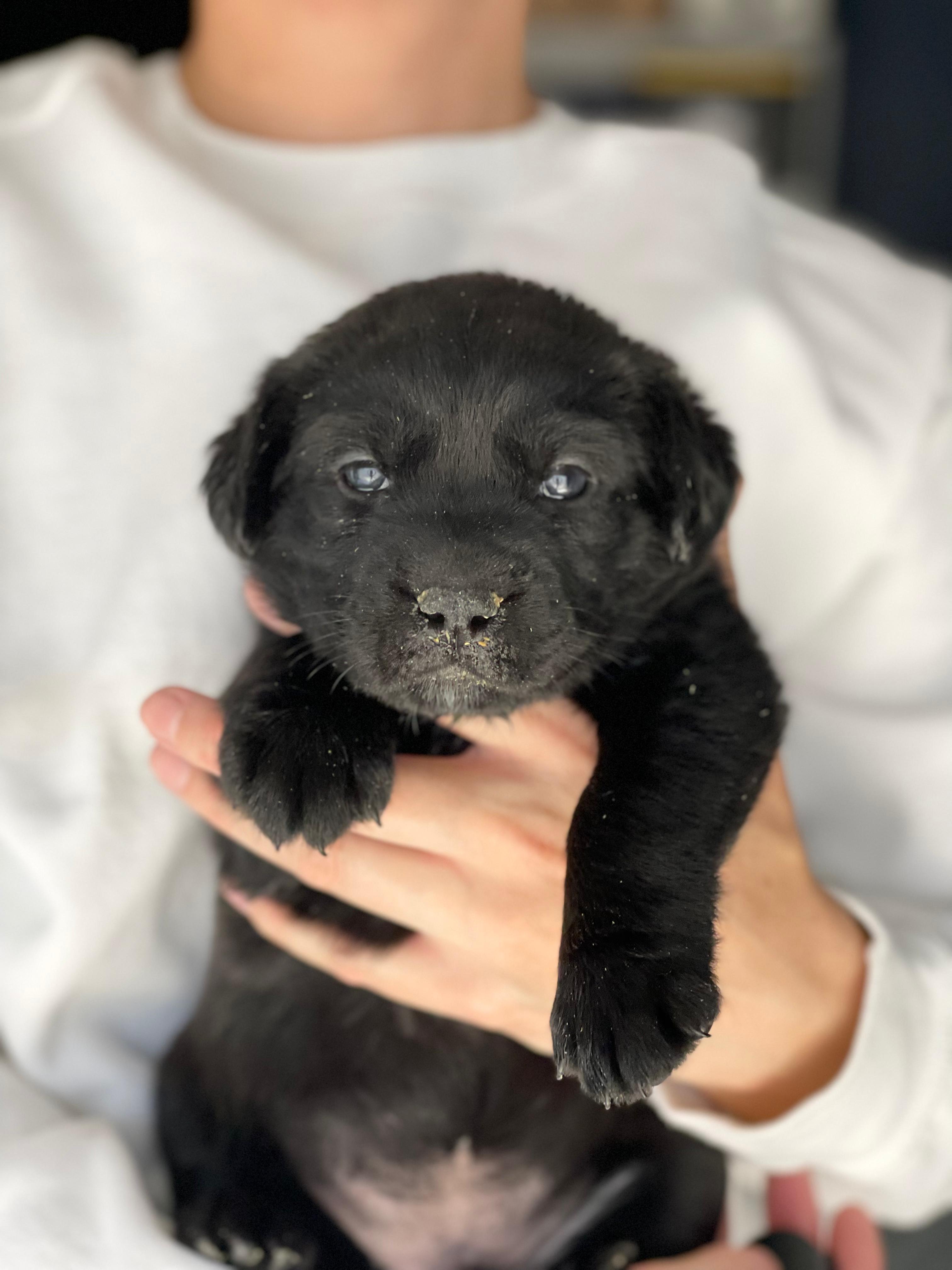 Enlarge GINGER, a Adoptable mixed breed in Discovery Bay, CA image 1/2