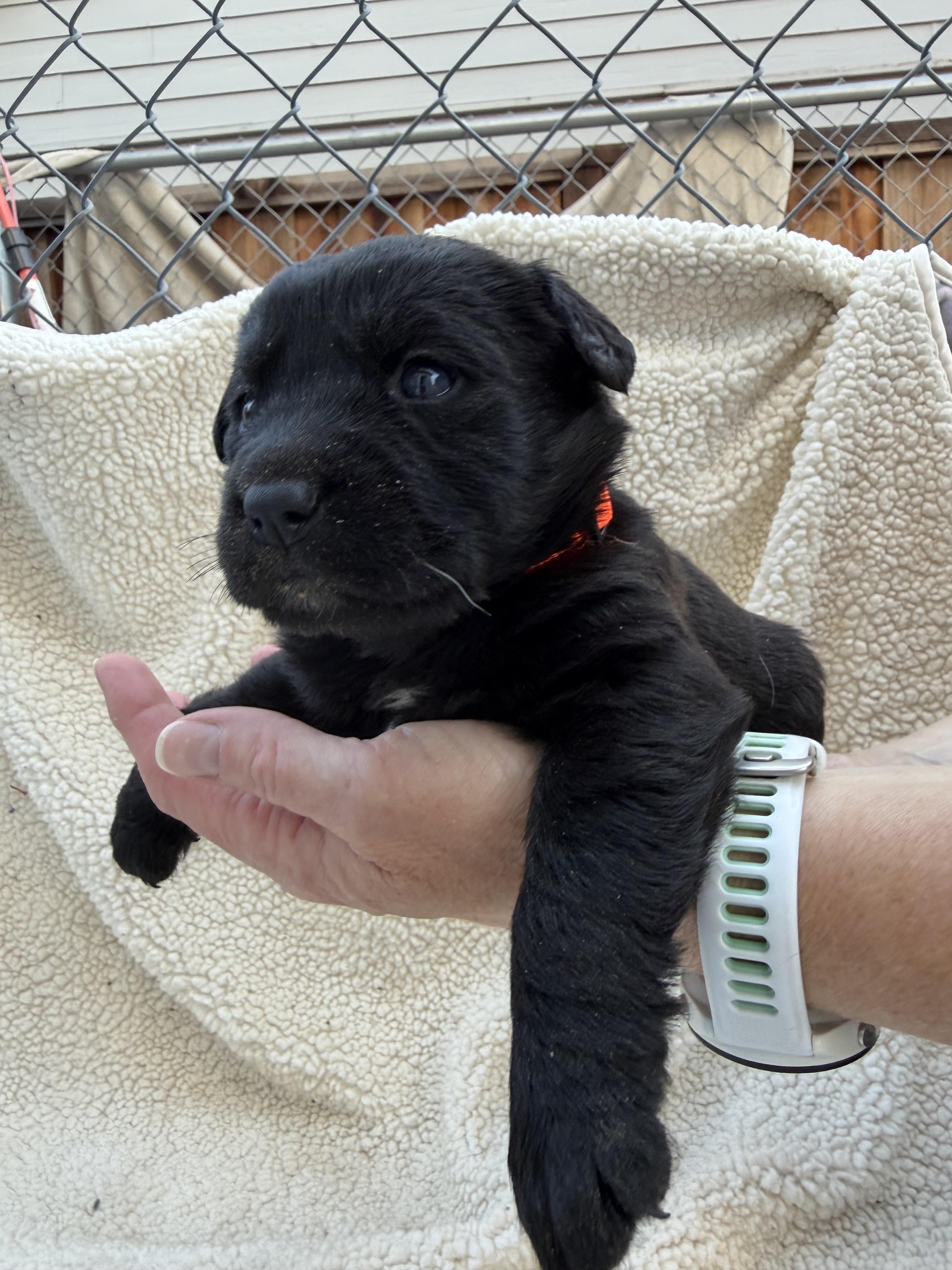 Enlarge GINGER, a Adoptable mixed breed in Discovery Bay, CA image 2/2