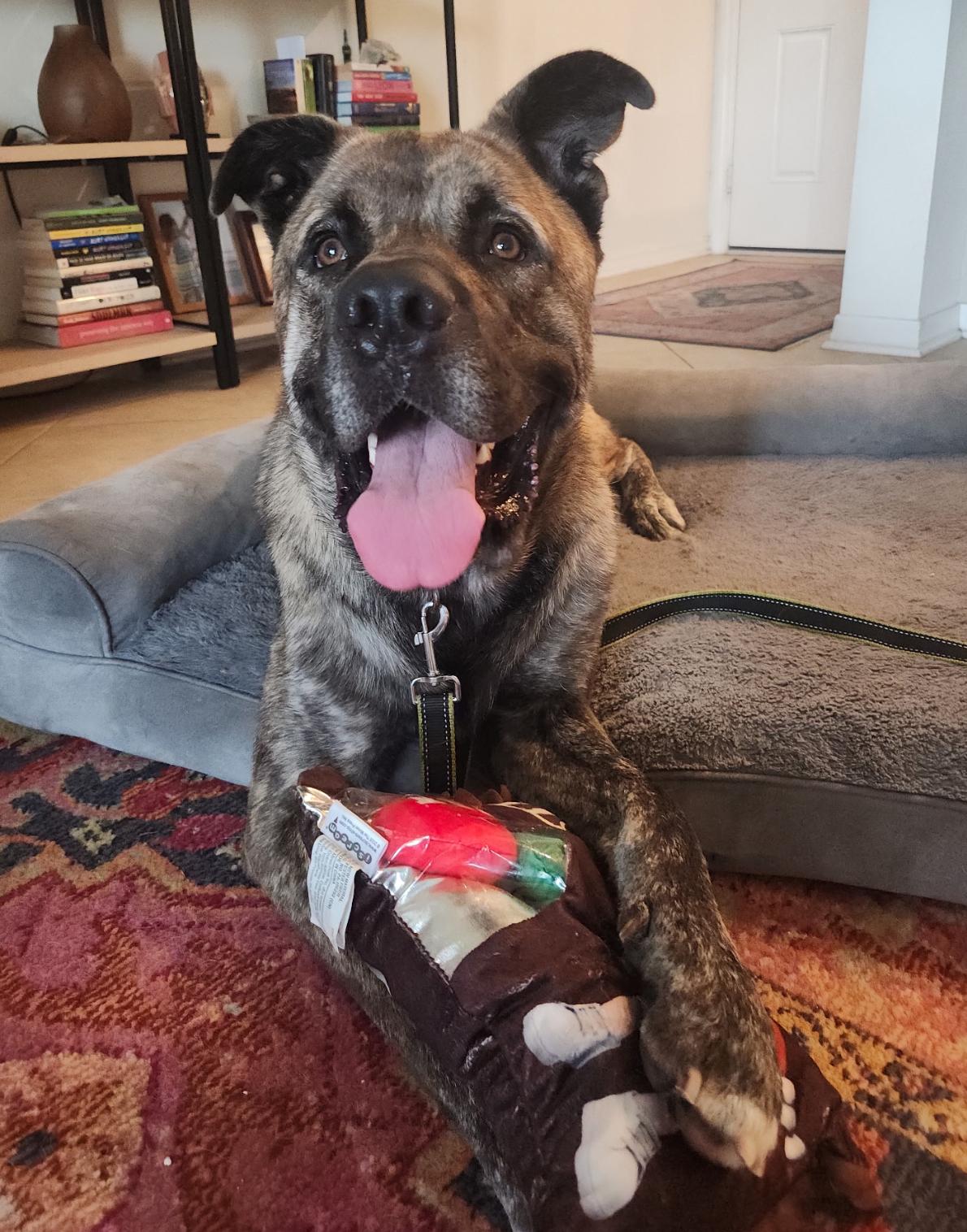 Sultan, Adopted, Adult Male Mastiff.