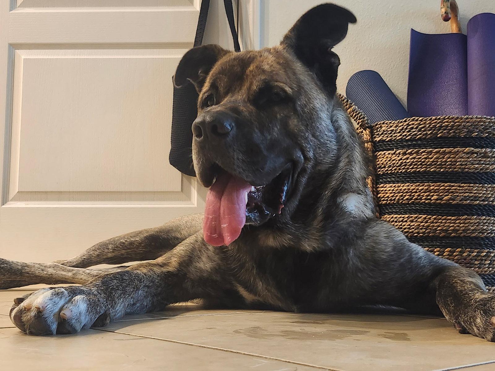 Sultan, a Adopted Mastiff in Osteen, FL image 2/3