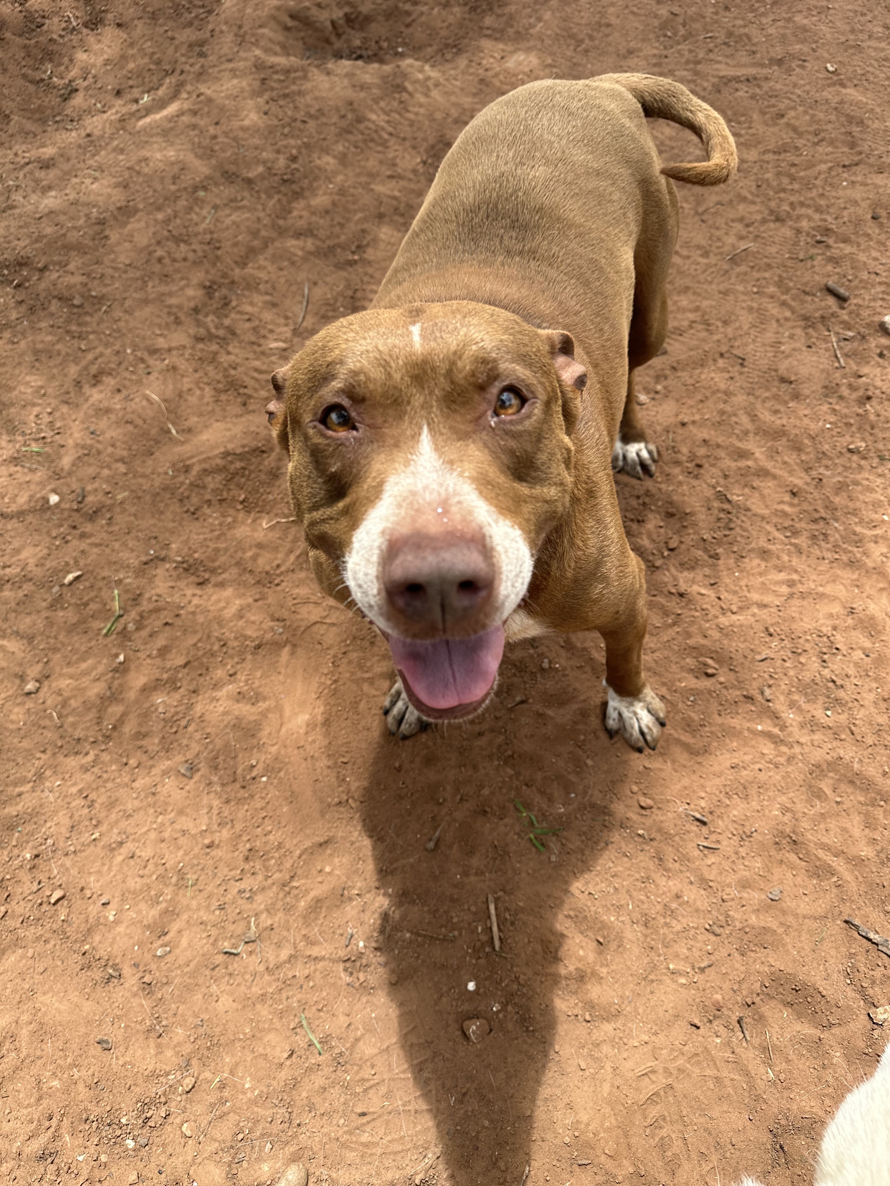 Etta, Adoptable, Adult Female Pit Bull Terrier.