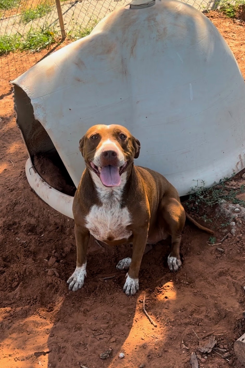 Enlarge Etta, a Adoptable mixed breed in Guthrie, OK image 2/3