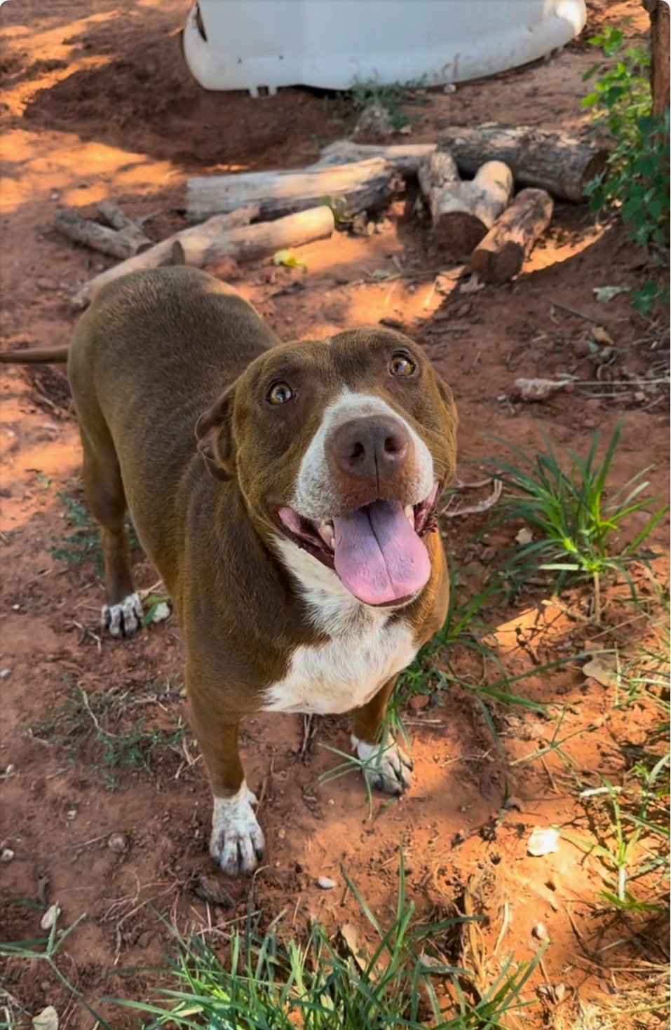 Enlarge Etta, a Adoptable mixed breed in Guthrie, OK image 3/3
