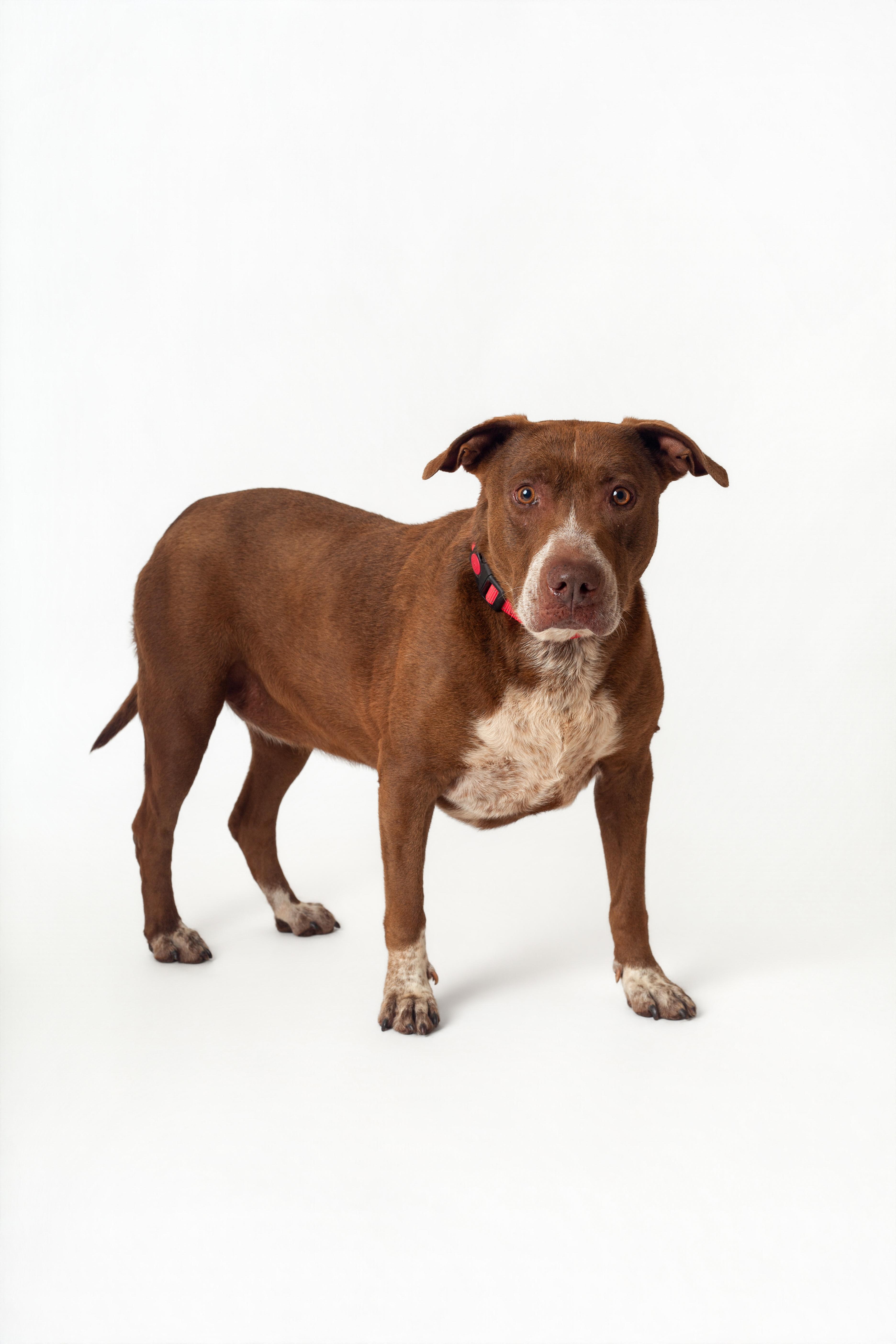 Etta, a Adoptable mixed breed in Guthrie, OK image 2/6