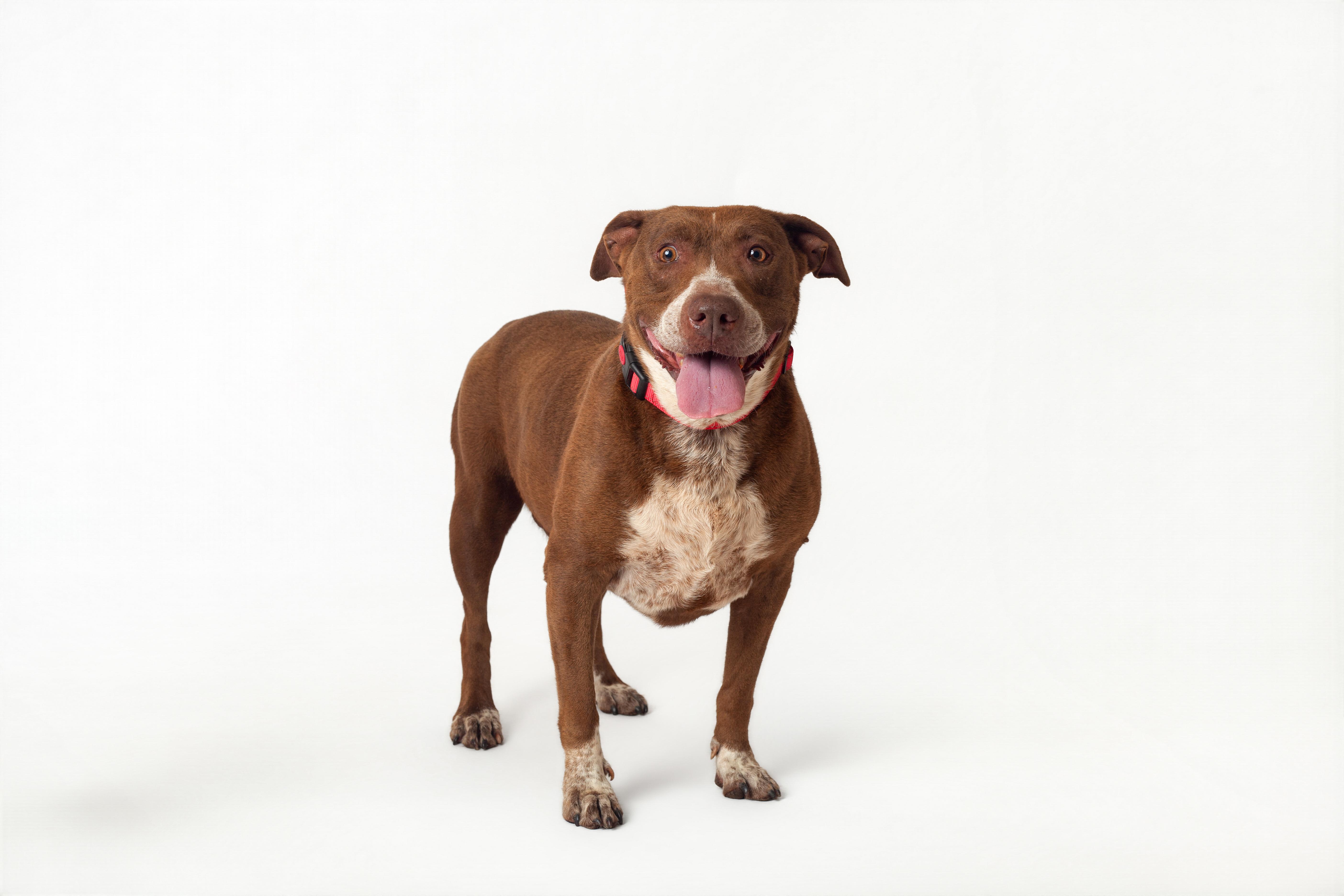 Etta, a Adoptable mixed breed in Guthrie, OK image 3/6