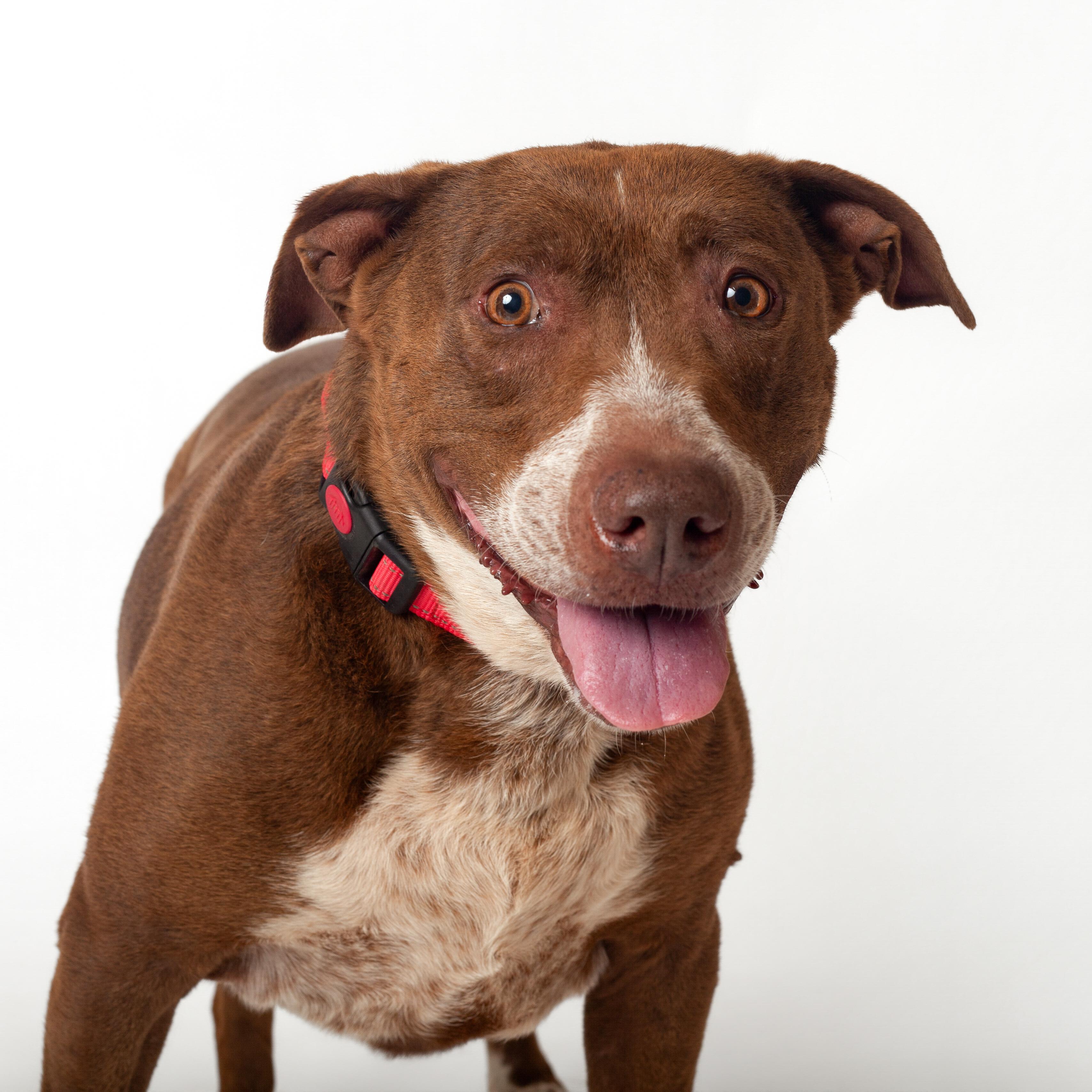 Etta, Adoptable, Adult Female Pit Bull Terrier.