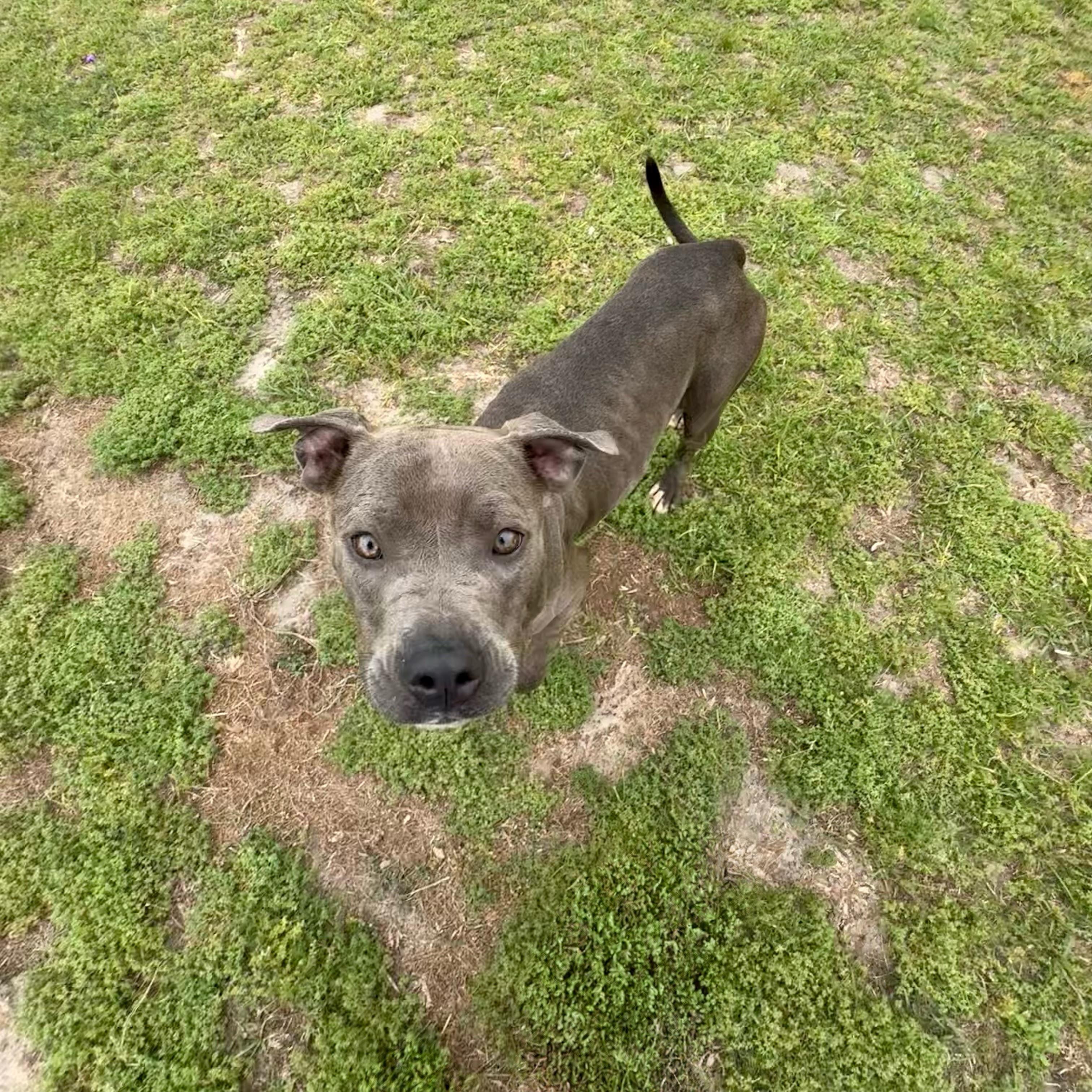 Enlarge Mia , a ADOPTABLE Pit Bull Terrier in Valdosta, GA image 1/3