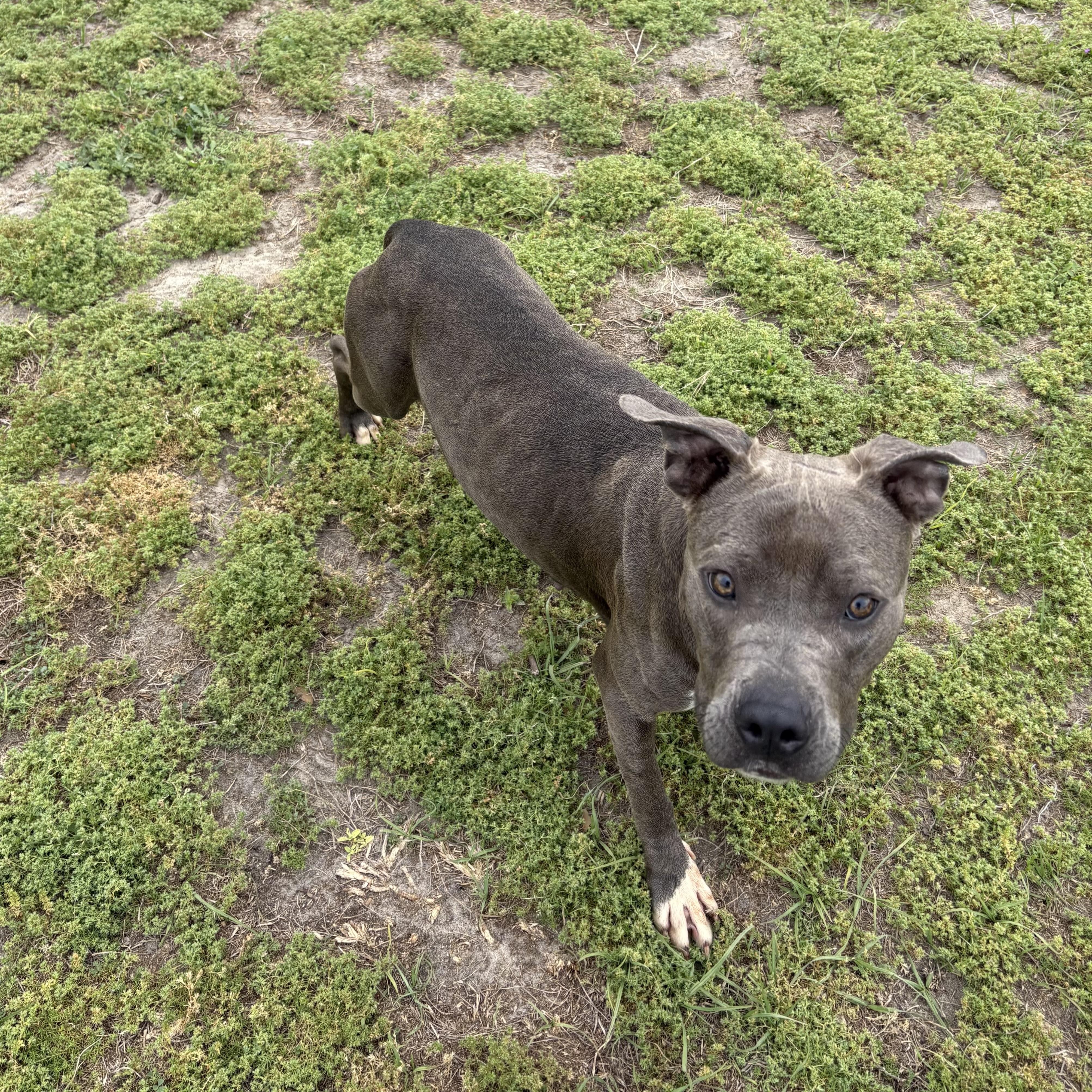 Enlarge Mia , a ADOPTABLE Pit Bull Terrier in Valdosta, GA image 2/3