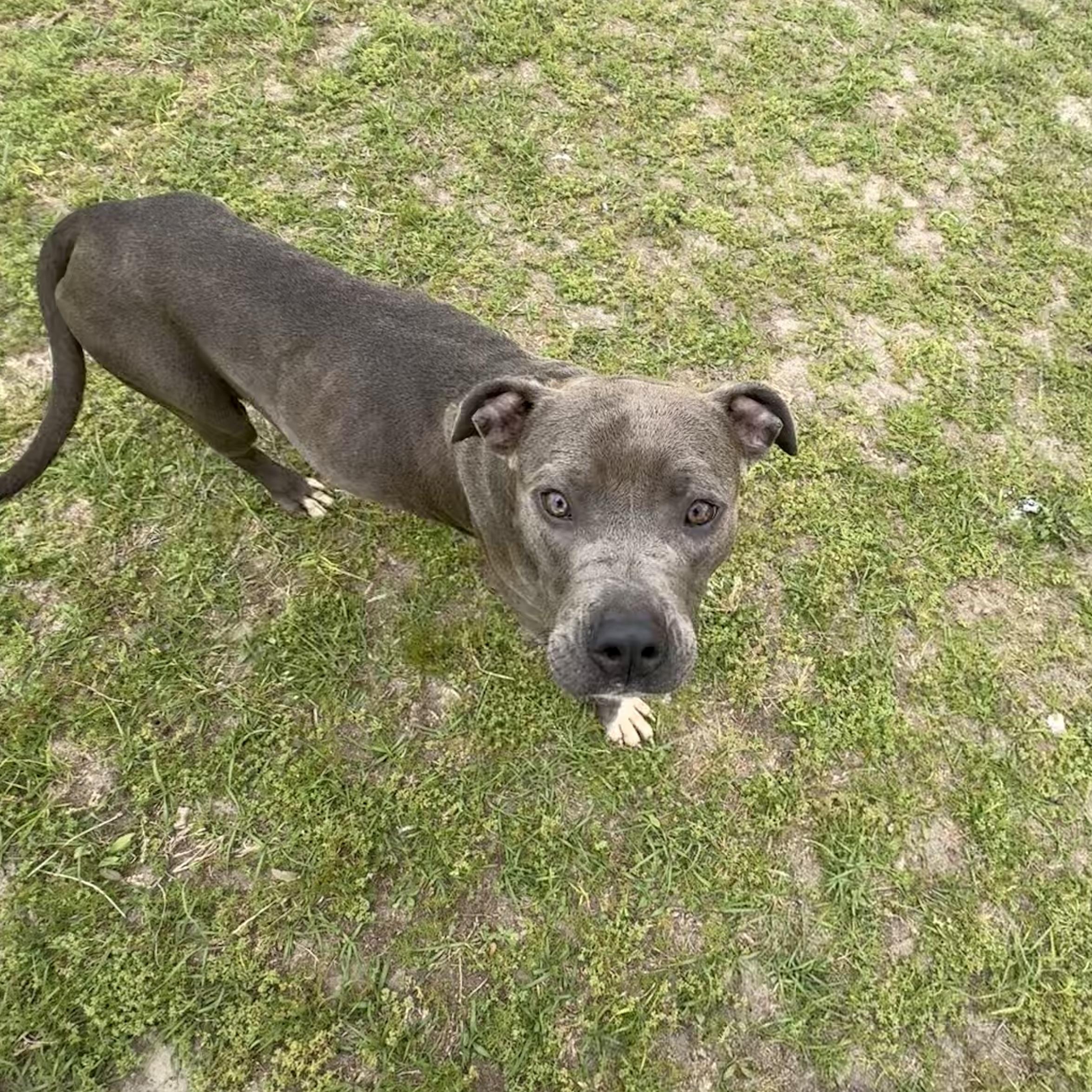 Enlarge Mia , a ADOPTABLE Pit Bull Terrier in Valdosta, GA image 3/3