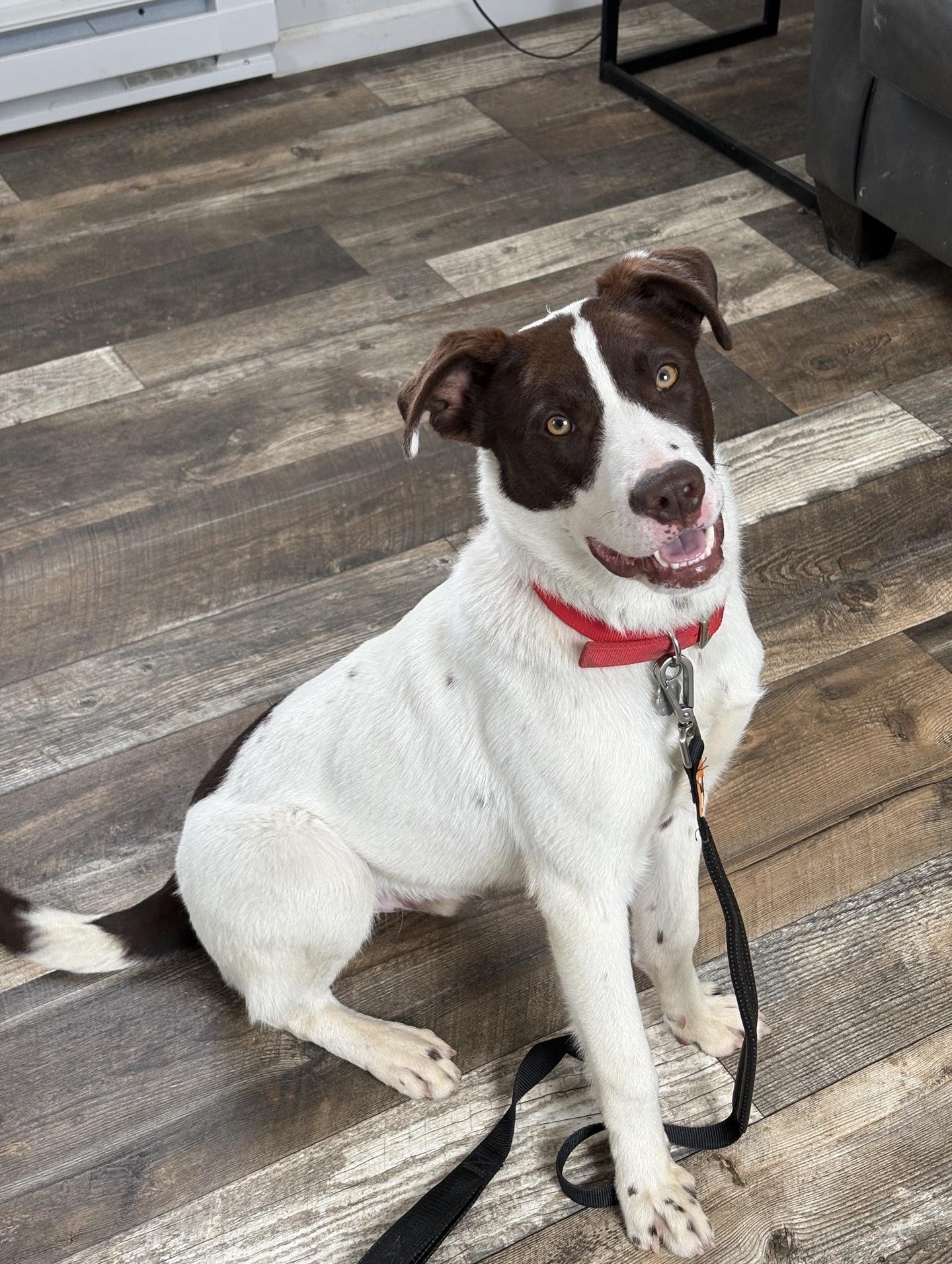 Enlarge Flash, a Adoptable mixed breed in Oxford, MI image 5/6