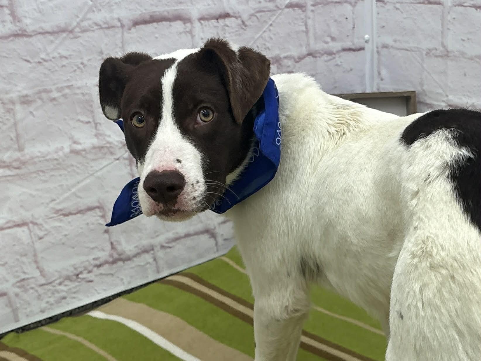 Enlarge Flash, a Adoptable mixed breed in Oxford, MI image 3/4