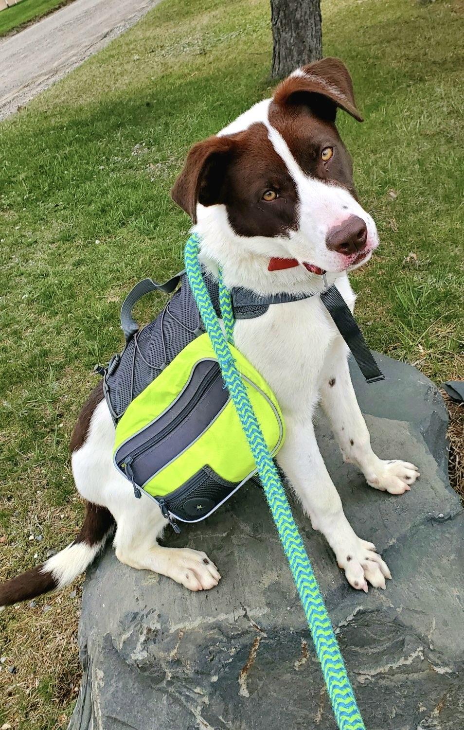 Enlarge Flash, a Adoptable mixed breed in Oxford, MI image 3/6