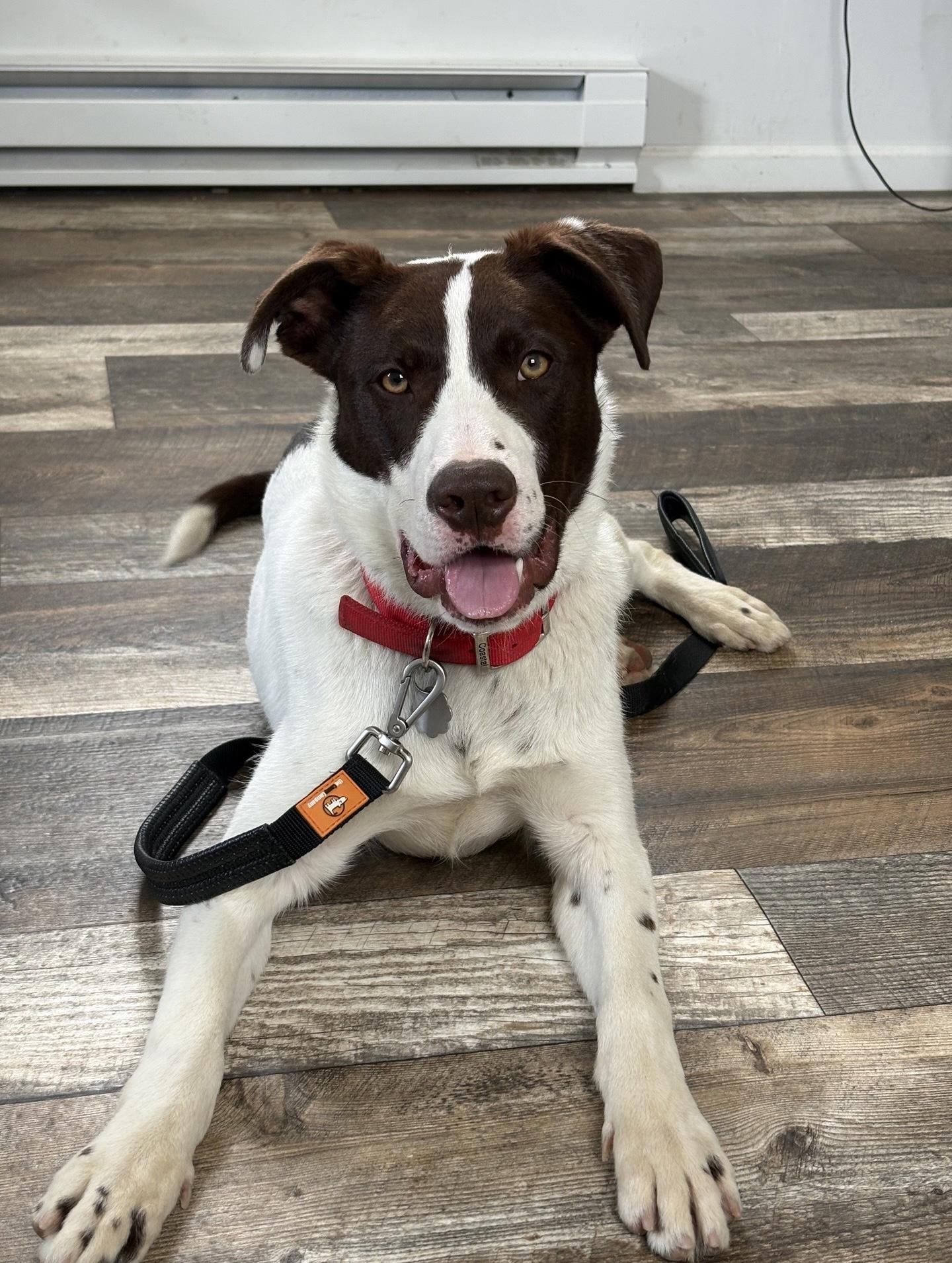 Enlarge Flash, a Adoptable mixed breed in Oxford, MI image 2/6