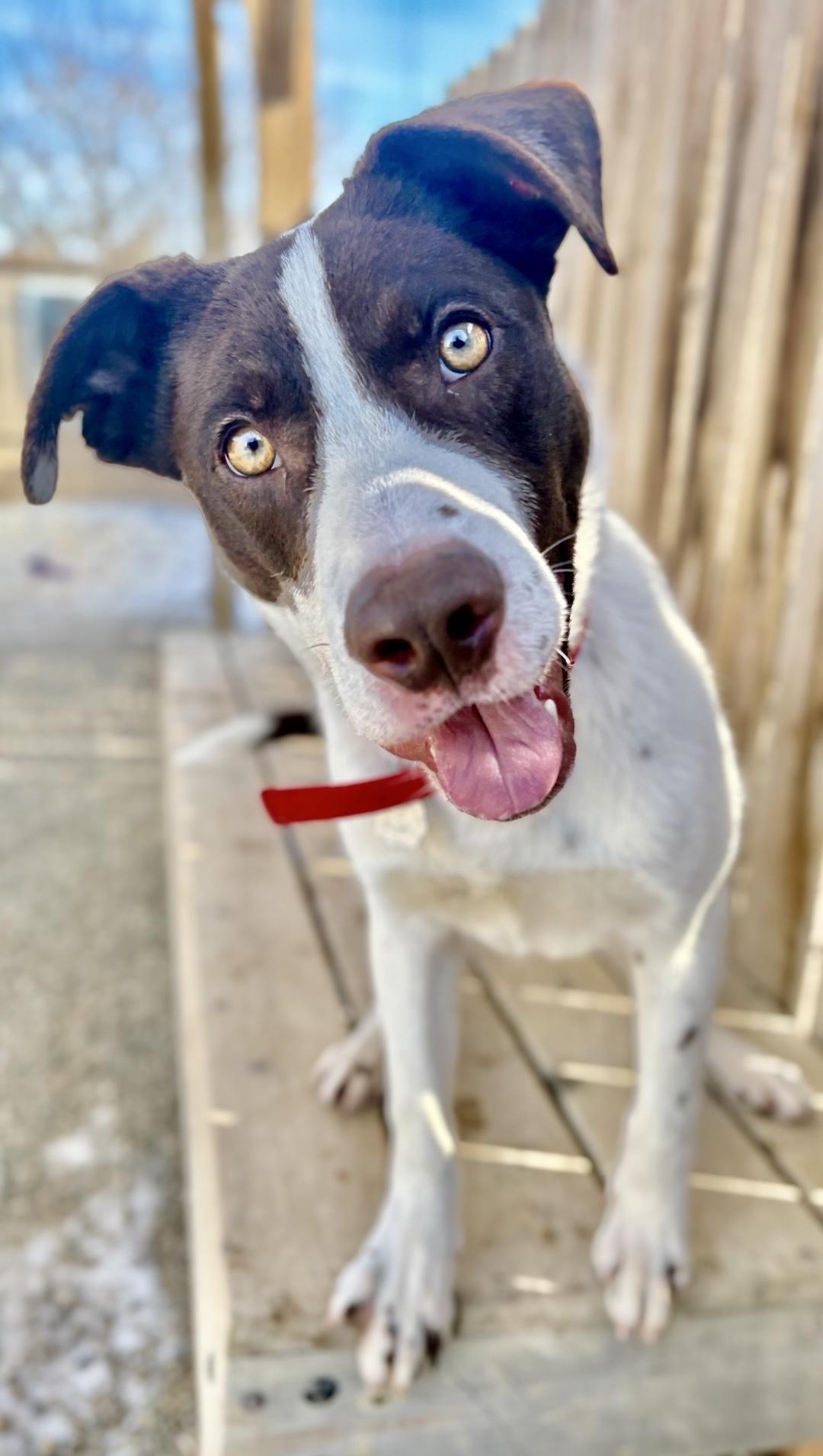 Enlarge Flash, a Adoptable mixed breed in Oxford, MI image 4/4