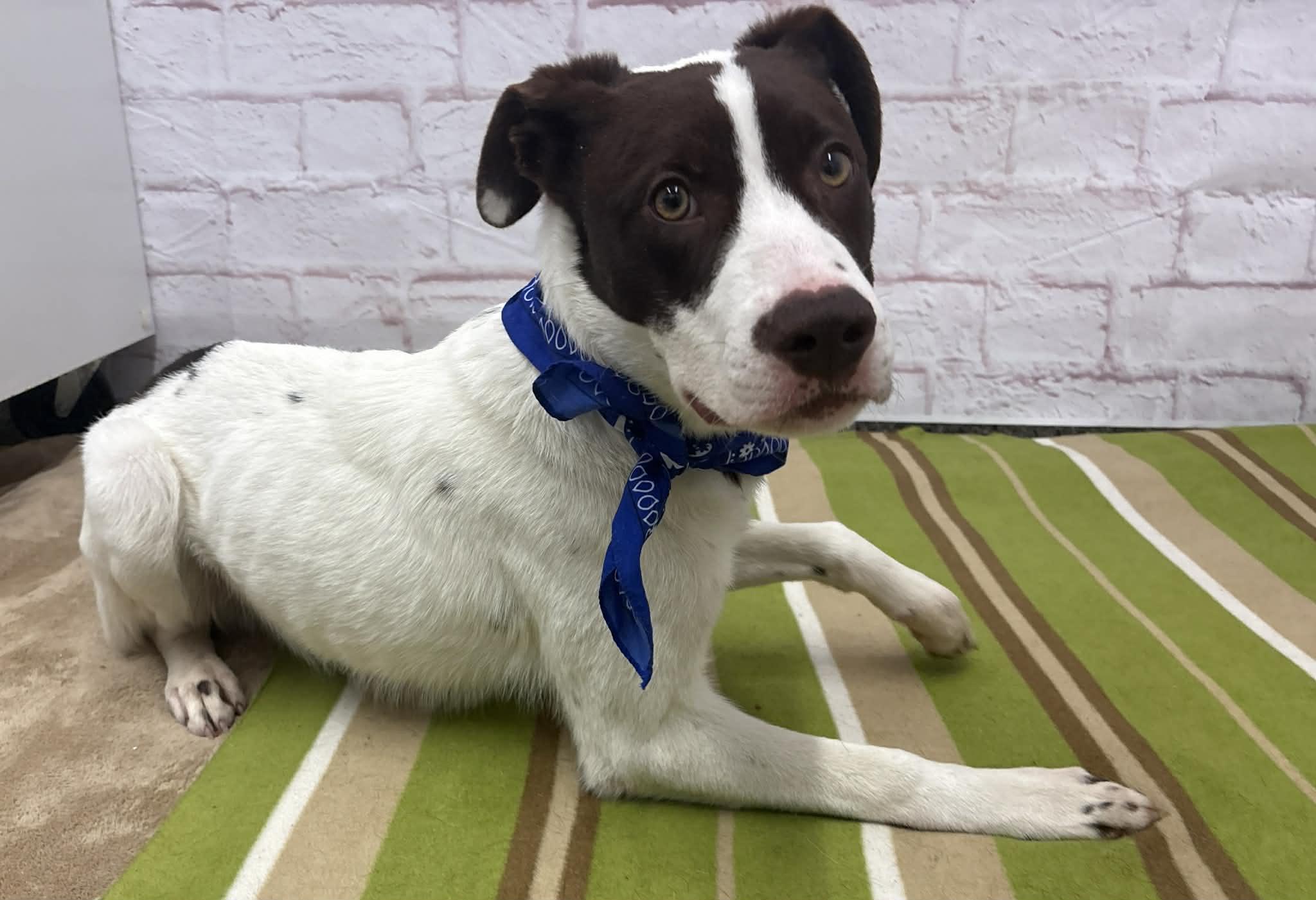 Enlarge Flash, a Adoptable mixed breed in Oxford, MI image 2/4