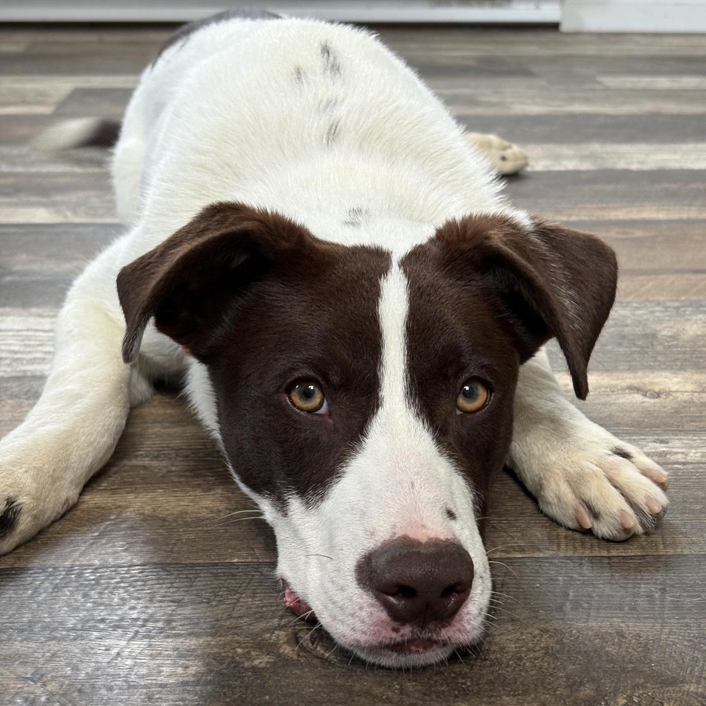 Enlarge Flash, a Adoptable mixed breed in Oxford, MI image 1/6
