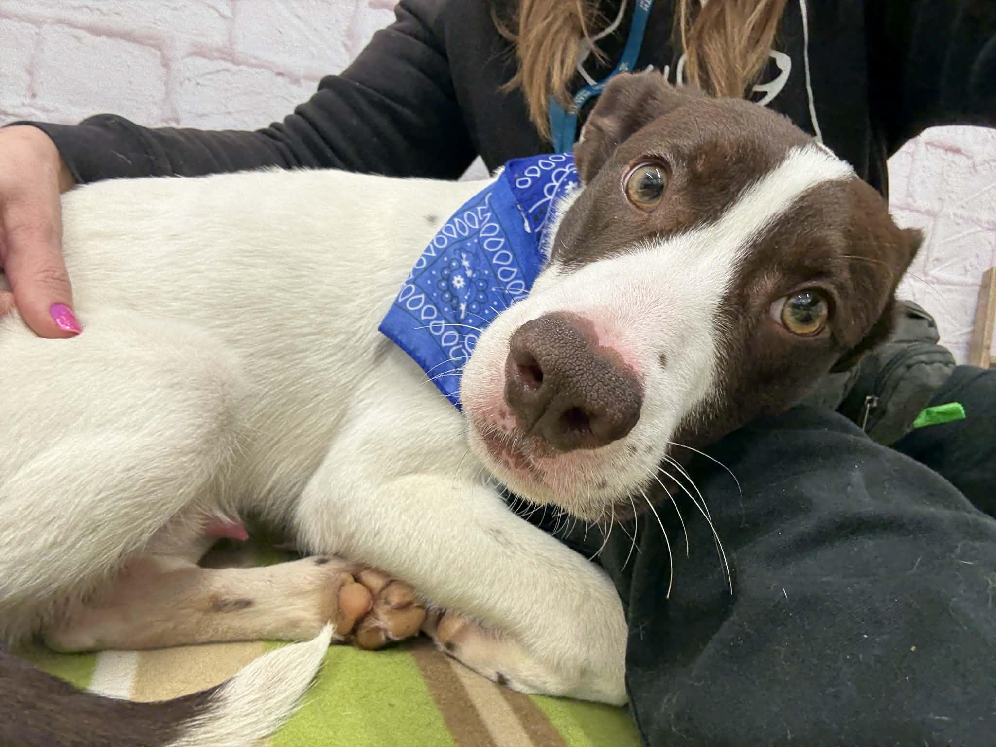 Enlarge Flash, a Adoptable mixed breed in Oxford, MI image 1/4