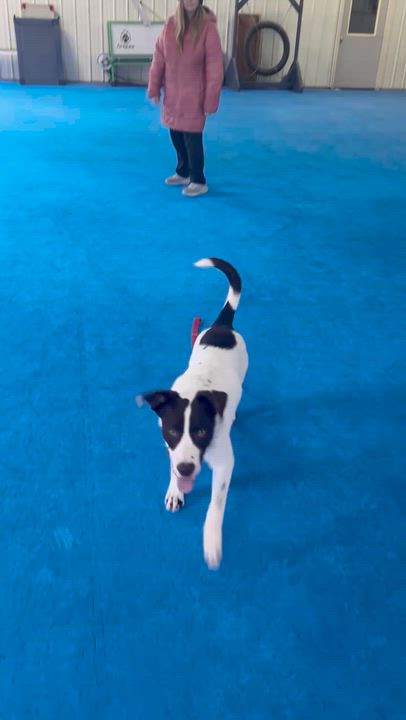 Enlarge Flash, a Adoptable mixed breed in Oxford, MI video 6/6