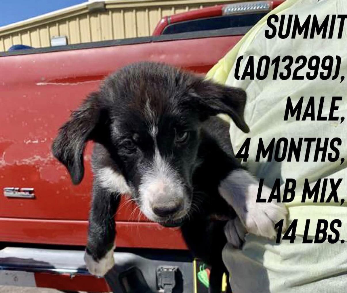 Summit, Adoptable, Puppy Male Border Collie & Labrador Retriever.