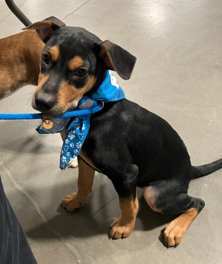 Enlarge Rebel, a Adopted mixed breed in Littleton, CO image 4/6