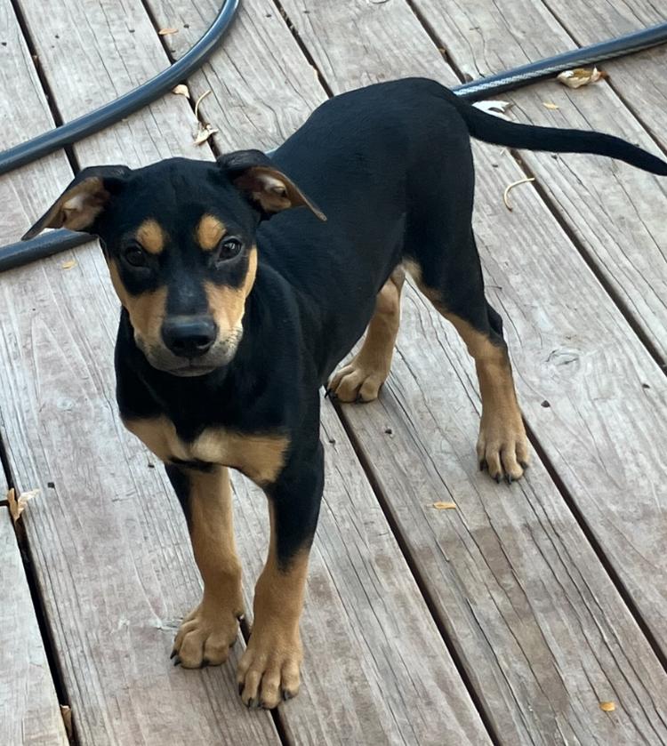 Enlarge Rebel, a Adopted mixed breed in Littleton, CO image 3/6