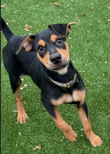 Enlarge Rebel, a Adopted mixed breed in Littleton, CO image 6/6