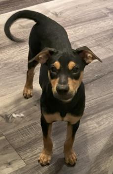 Enlarge Rebel, a Adopted mixed breed in Littleton, CO image 1/6