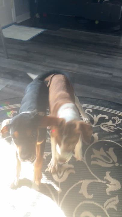 Enlarge Rebel, a Adopted mixed breed in Littleton, CO video 2/6