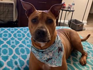 Enlarge BAILEY PEARL, a Adoptable mixed breed in Orlando, FL image 1/1