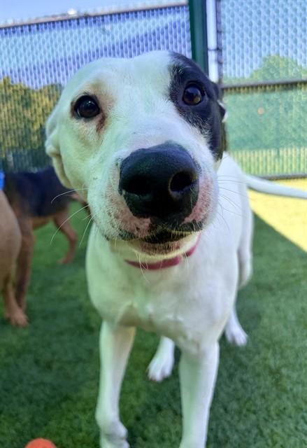 GEMMA, Adoptable, Young Female Pit Bull Terrier & Mixed Breed.