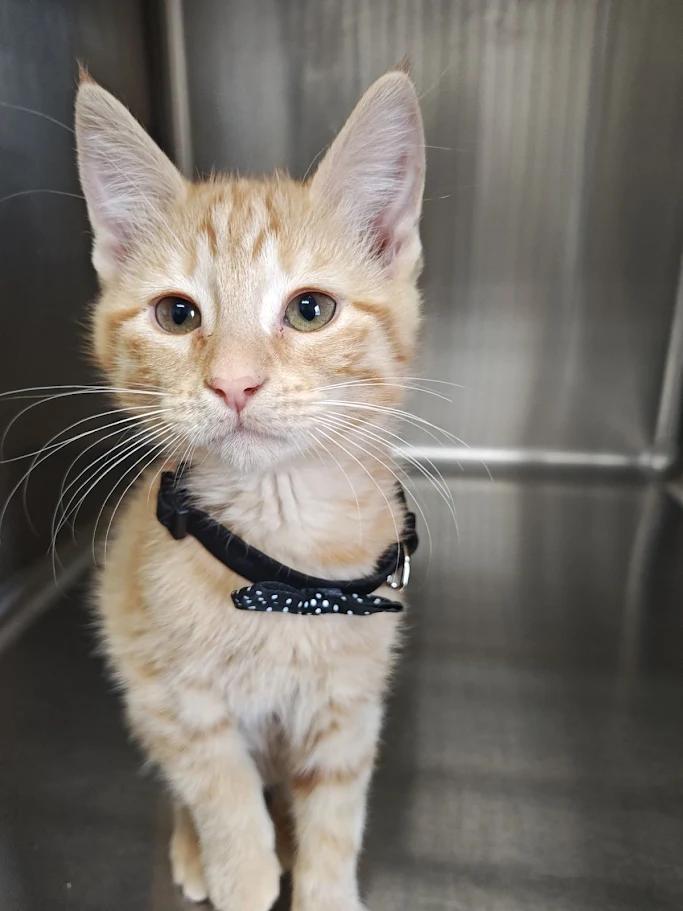 Enlarge Erin, an adopted Domestic Short Hair in Wahpeton, ND image 1/1