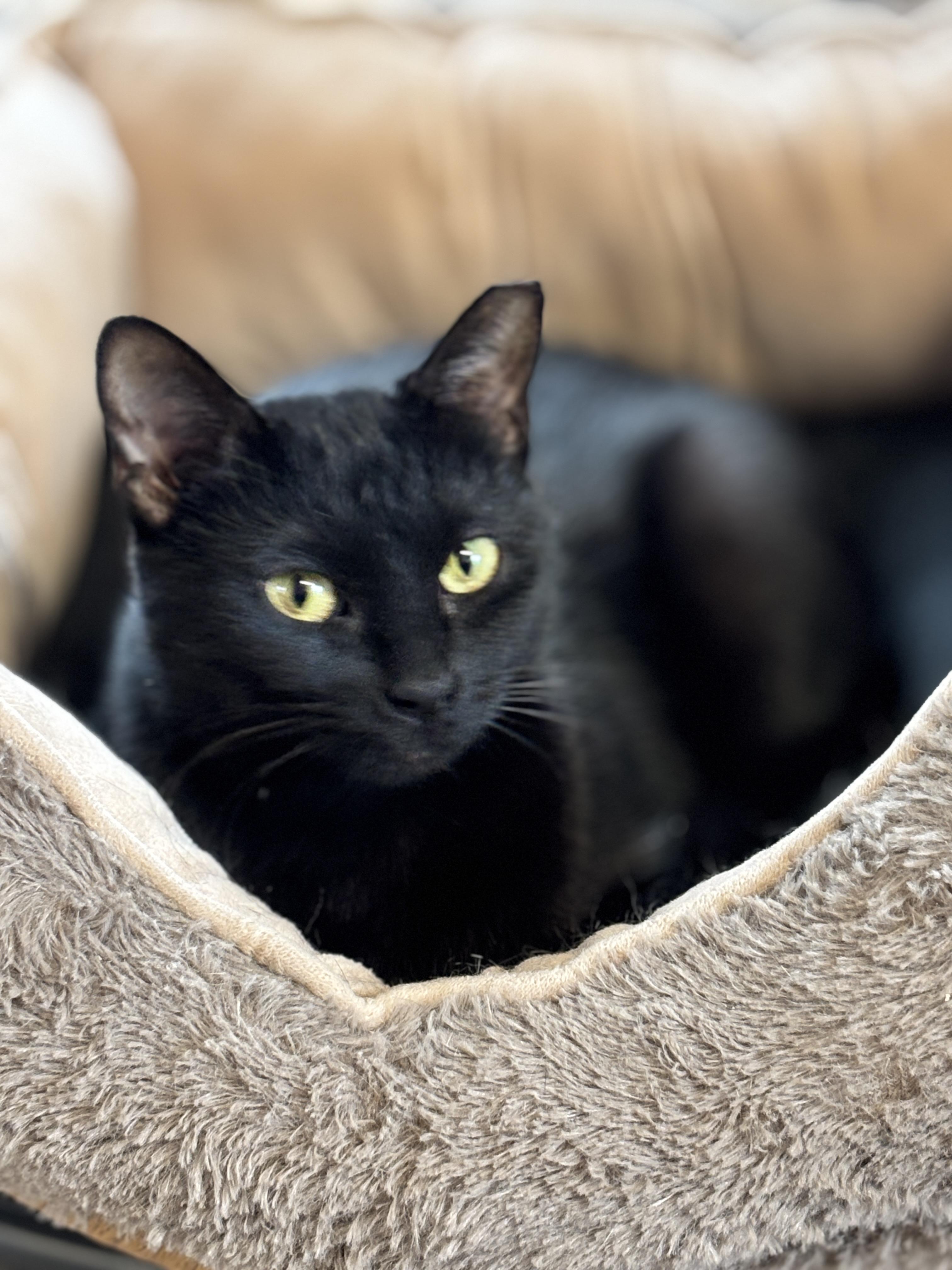 Sugar Plum, ADOPTABLE, Young Female Domestic Short Hair.