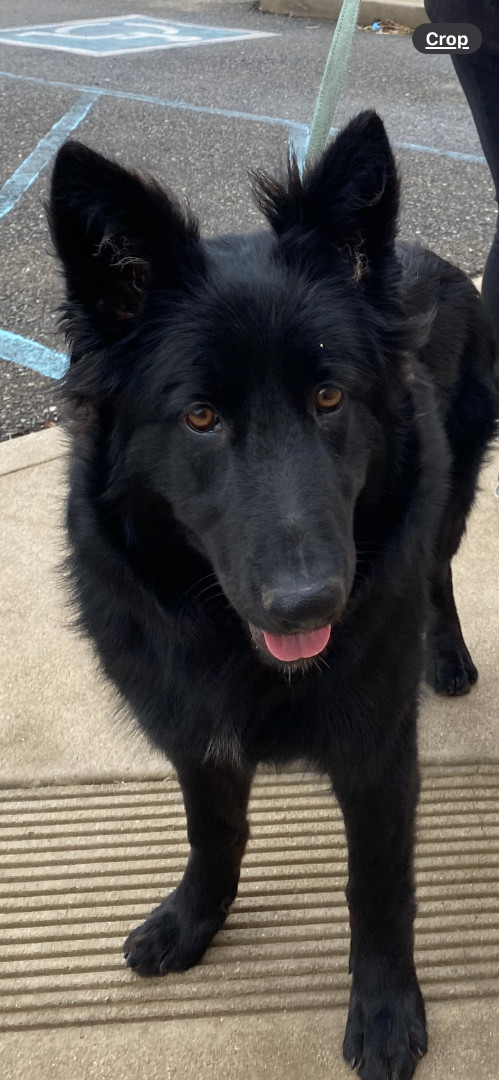 KIRA, an adoptable Shepherd in Yuba city, CA_image-1