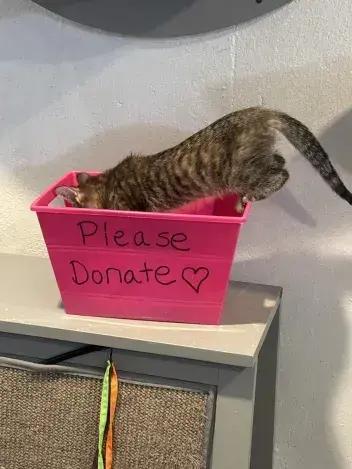 Crab Rangoon, Adoptable, Young Female Domestic Short Hair.