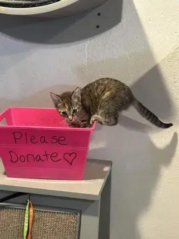 Crab Rangoon, a Adoptable Domestic Short Hair in Grand Rapids, MI image 2/3