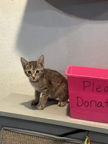 Crab Rangoon, a Adoptable Domestic Short Hair in Grand Rapids, MI image 3/3