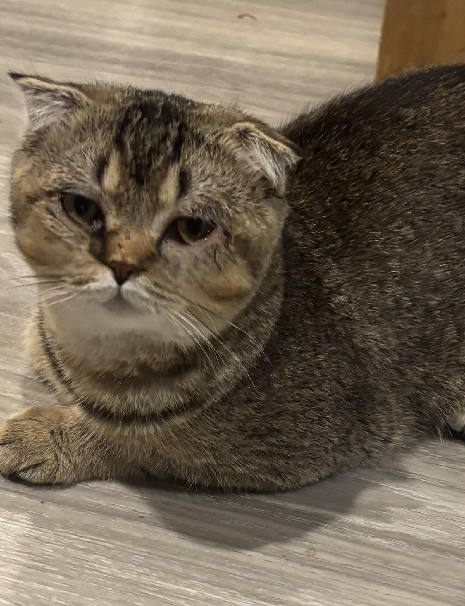 Enlarge Scotty OLD, an adopted Scottish Fold in Fairfax, VA image 3/4