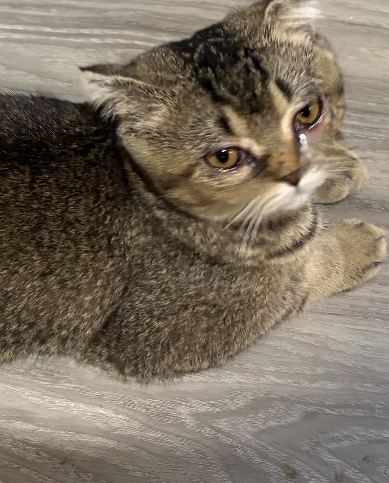 Enlarge Scotty OLD, an adopted Scottish Fold in Fairfax, VA image 4/4