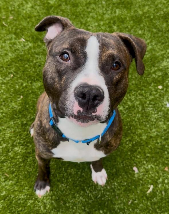 AL DENTE, Adoptable, Young Male Pit Bull Terrier.