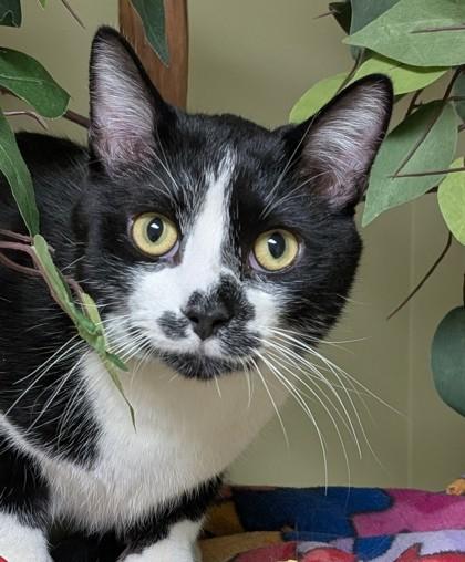 Bojangles, Adoptable, Adult Male Domestic Short Hair & Domestic Short Hair.