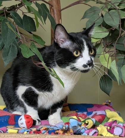 Bojangles, a Adoptable mixed breed in Hastings, NE image 2/3