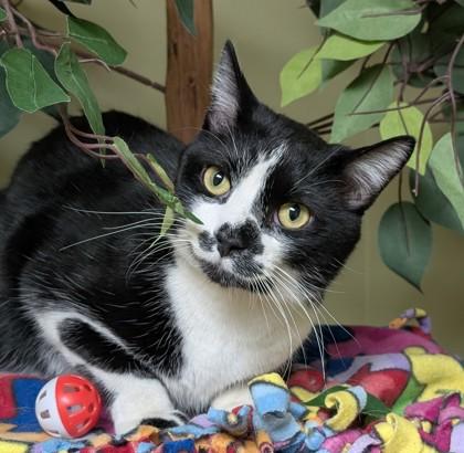 Bojangles, a Adoptable mixed breed in Hastings, NE image 3/3