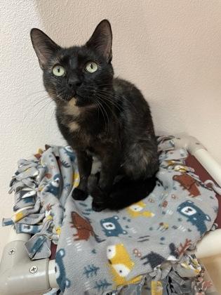 Bonnie Harper, Adoptable, Adult Female Domestic Short Hair & Domestic Short Hair.