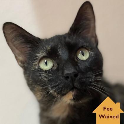 Enlarge Bonnie Harper, a Adoptable Domestic Short Hair in Pleasanton, CA image 2/3