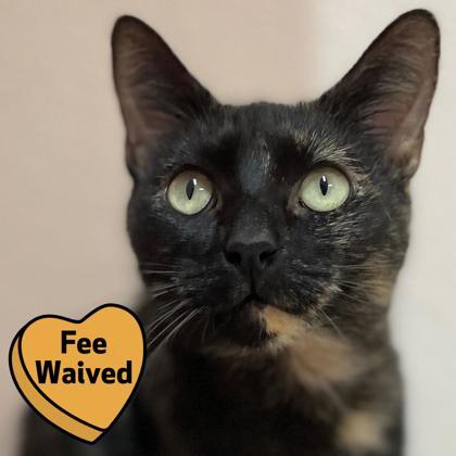 Enlarge Furrgalicious, a Adoptable Domestic Short Hair in Pleasanton, CA image 1/4