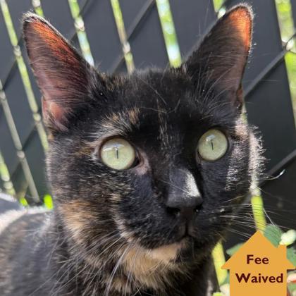 Furrgalicious, an adopted Domestic Short Hair in Pleasanton, CA image 1/3