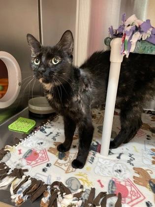 Enlarge Bonnie Harper, a Adoptable Domestic Short Hair in Pleasanton, CA image 3/3